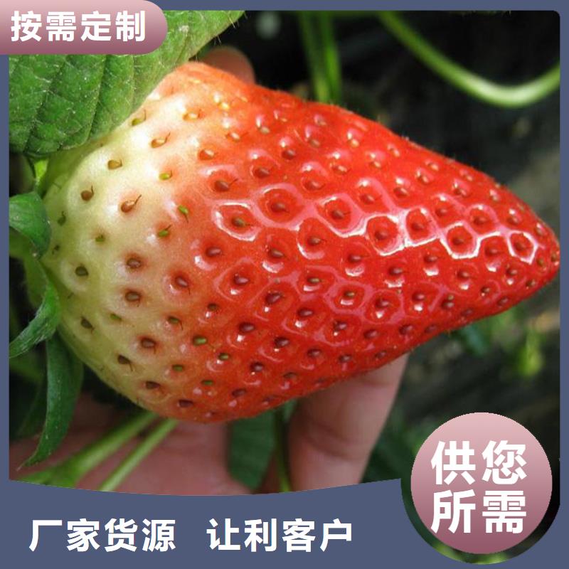 草莓苗柱状梨树苗N年生产经验