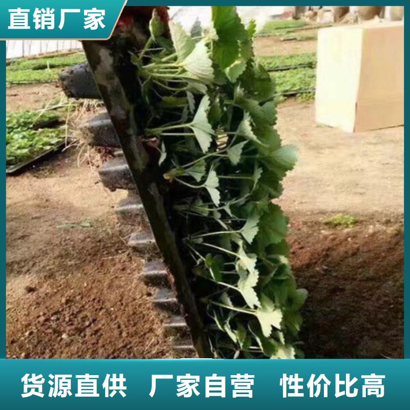 草莓苗黄宝石梨树苗真实拍摄品质可靠