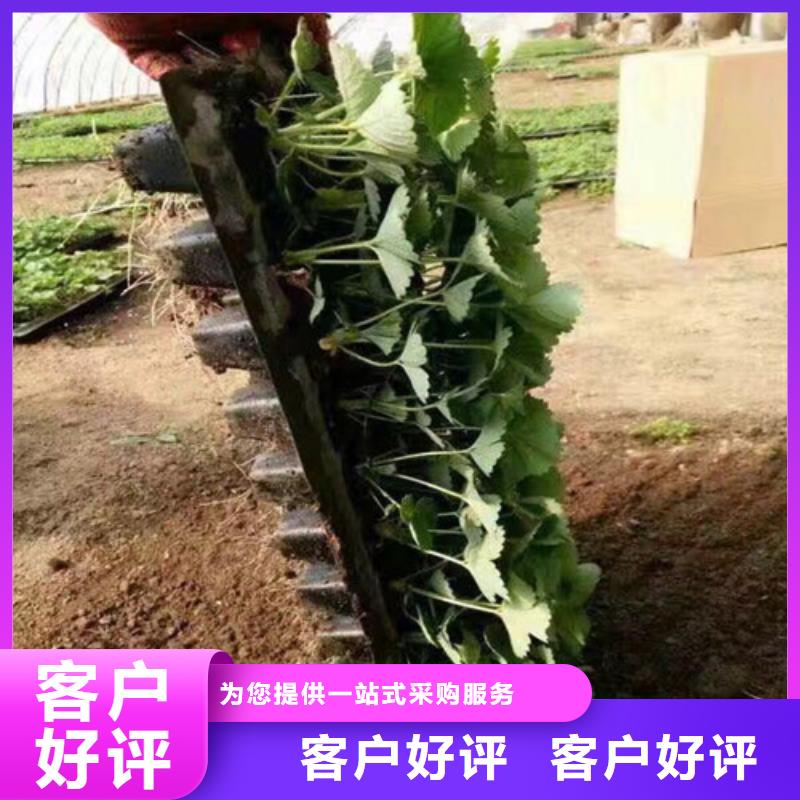草莓苗 果樹苗產(chǎn)地直銷