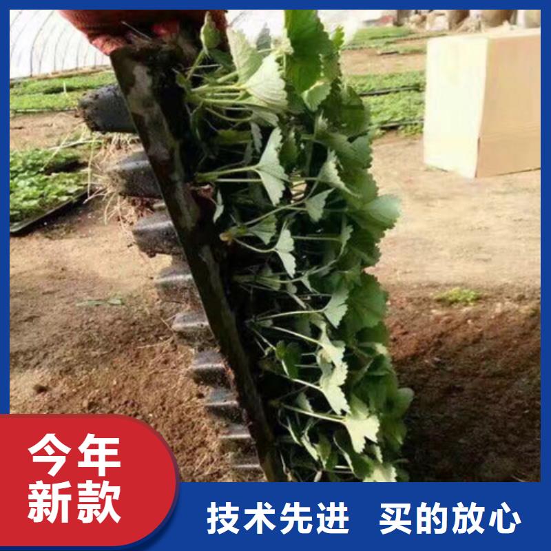 草莓苗-胭脂脆桃樹苗品質(zhì)優(yōu)選