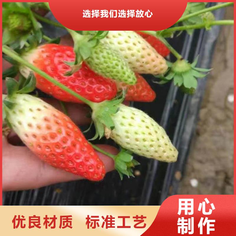 草莓苗,果樹苗注重細(xì)節(jié)