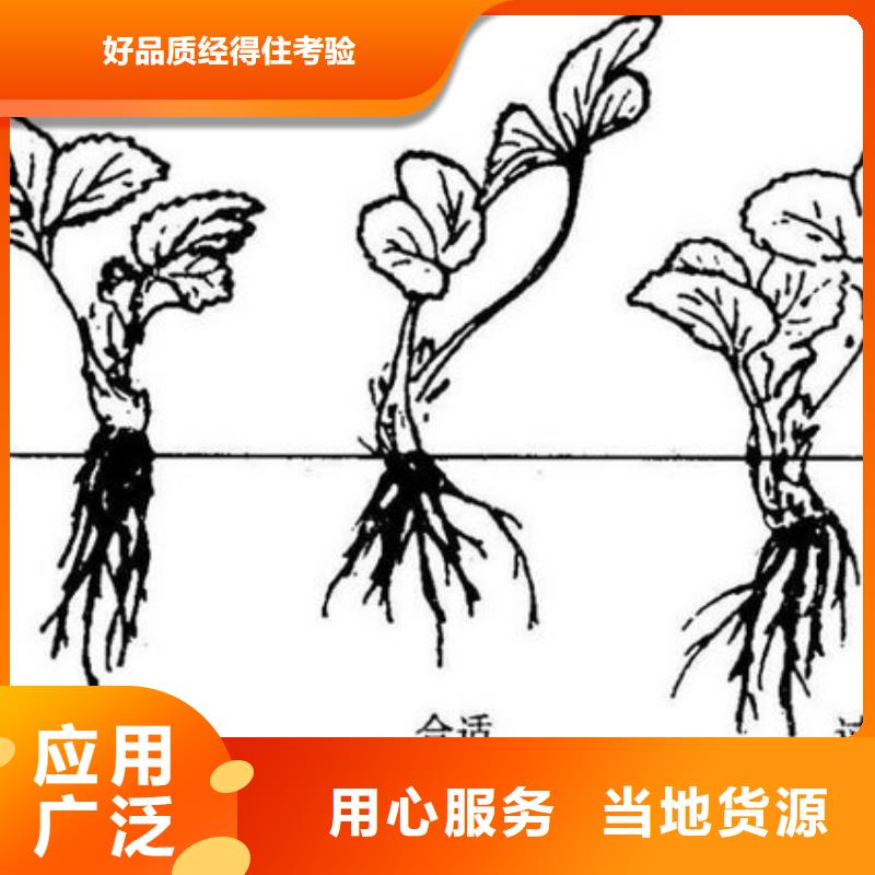 草莓苗徐香獼猴桃樹(shù)苗產(chǎn)品細(xì)節(jié)參數(shù)