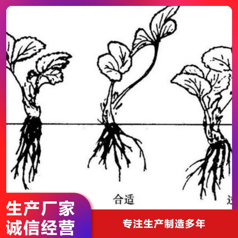 草莓苗,大棚草莓苗产地工厂