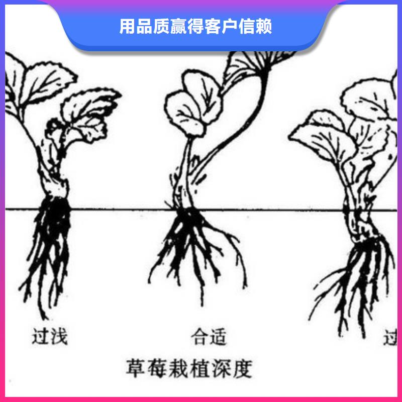 草莓苗藍寶石葡萄苗多種規(guī)格可選