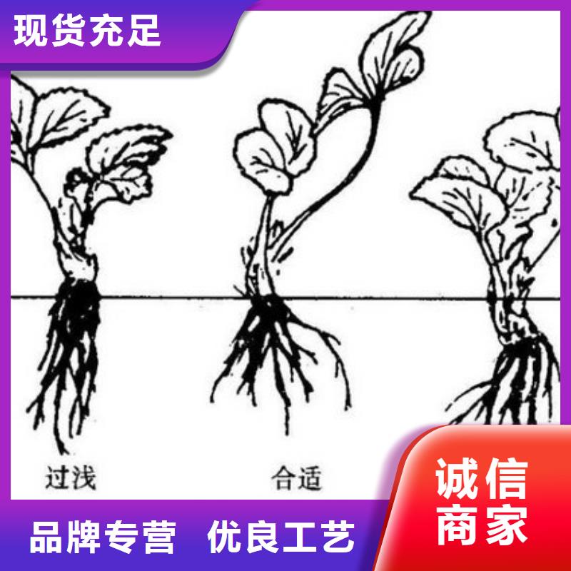 草莓苗桃樹(shù)苗批發(fā)商