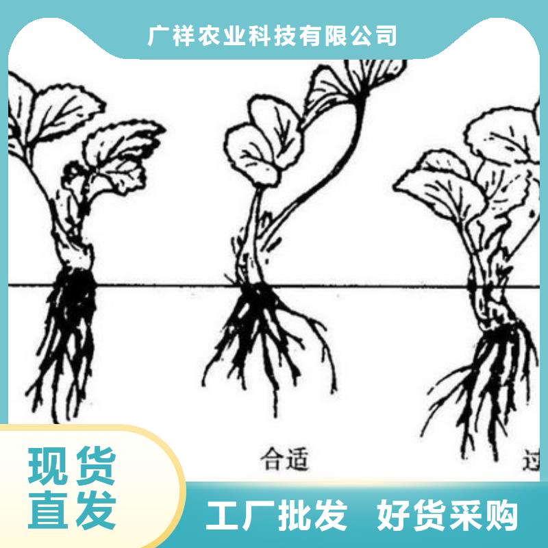 草莓苗紅肉西梅安心購