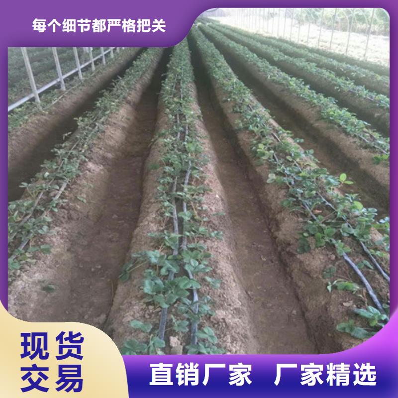 草莓苗 花椒樹苗批發(fā)價格