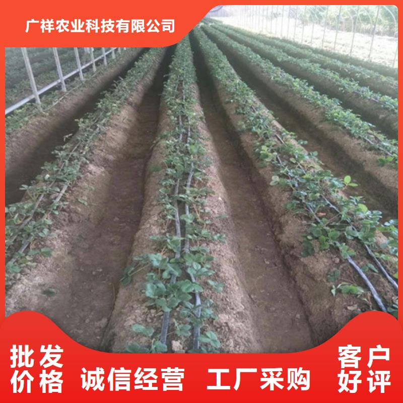 草莓苗 葡萄苗精心打造