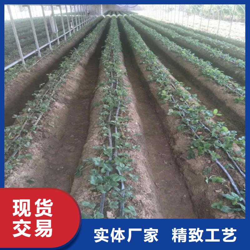 草莓苗软籽石榴树苗现货交易
