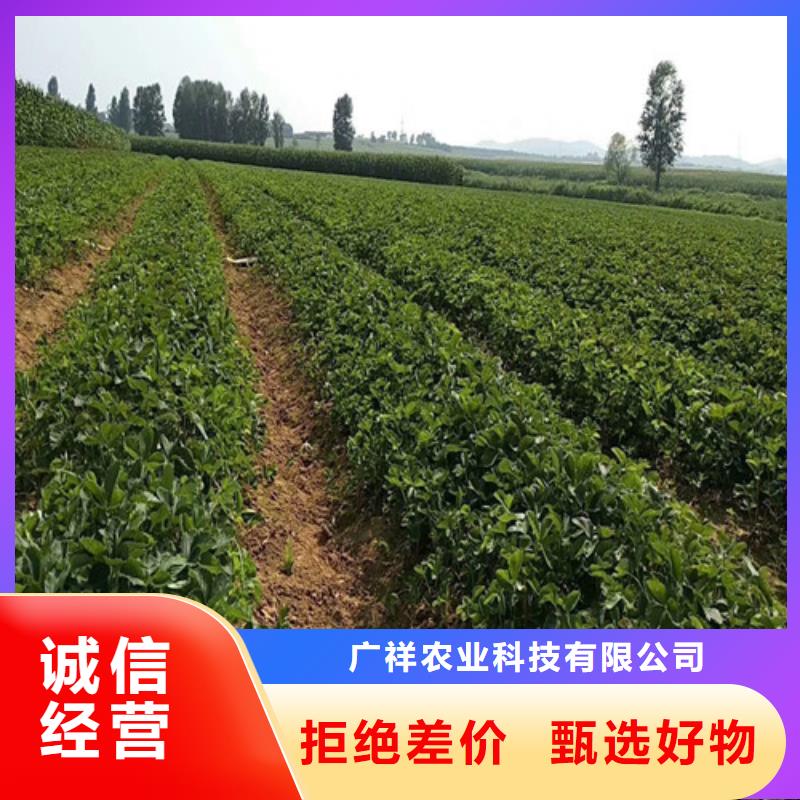 草莓苗草莓苗價(jià)格追求細(xì)節(jié)品質(zhì)