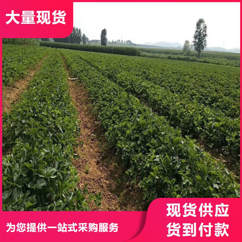 草莓苗柱状梨树苗支持加工定制