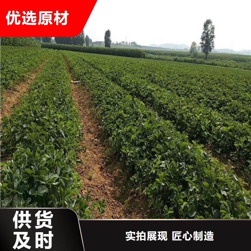 草莓苗 西梅樹苗生產(chǎn)經(jīng)驗(yàn)豐富