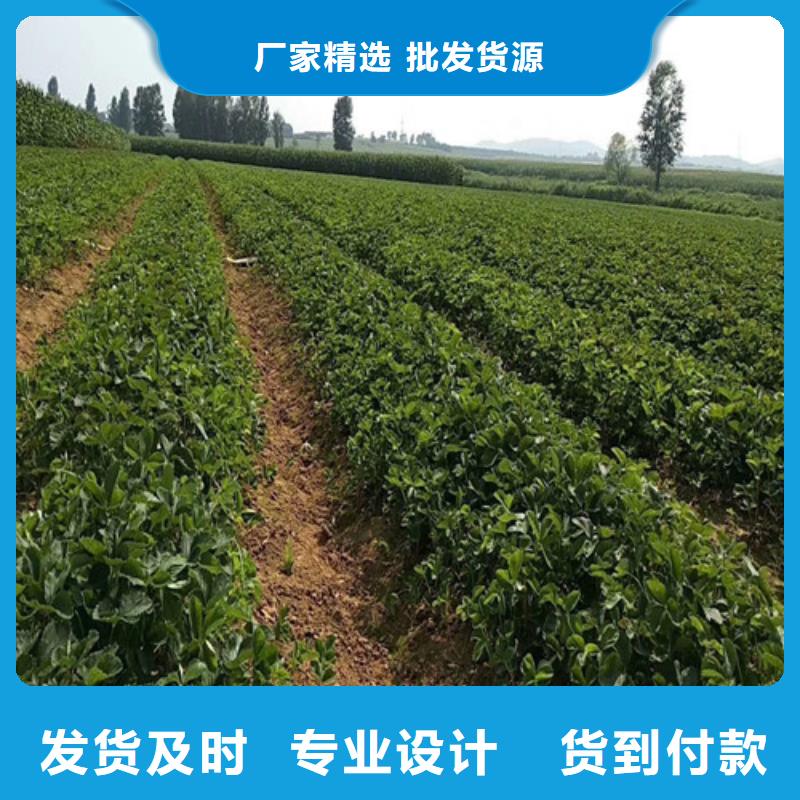 草莓苗,大棚草莓苗質(zhì)檢合格出廠