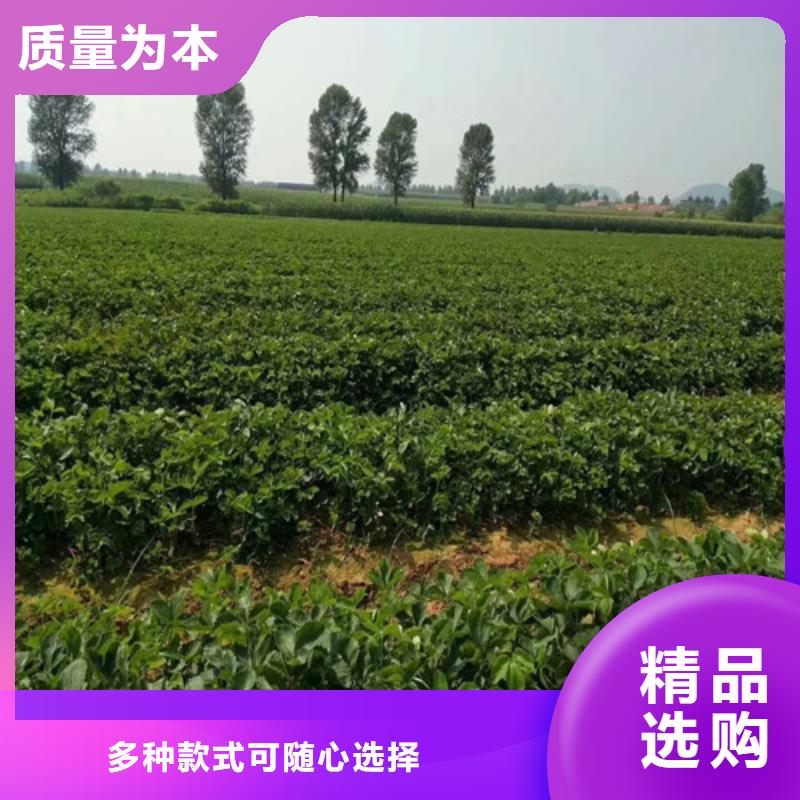 草莓苗黃桃樹苗行業(yè)優(yōu)選