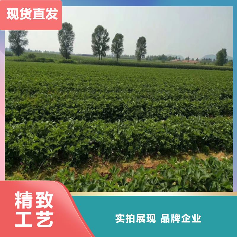 草莓苗莫妮卡西梅樹苗免費詢價