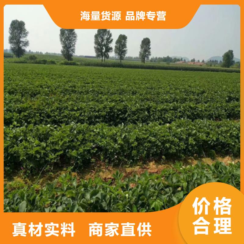 草莓苗,大棚草莓苗質(zhì)檢合格出廠