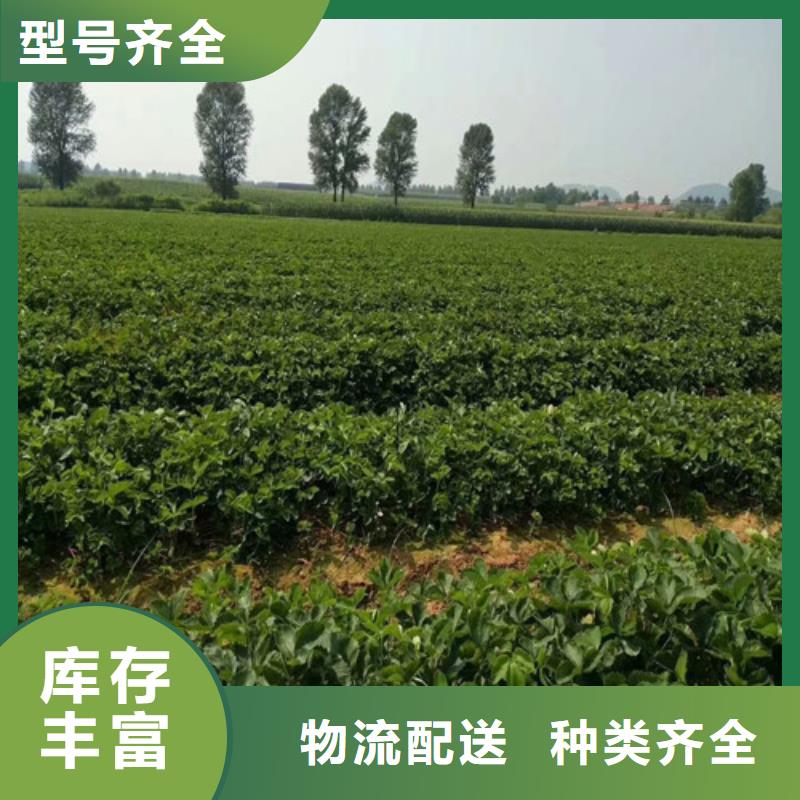 草莓苗天仙醉草莓苗发货及时