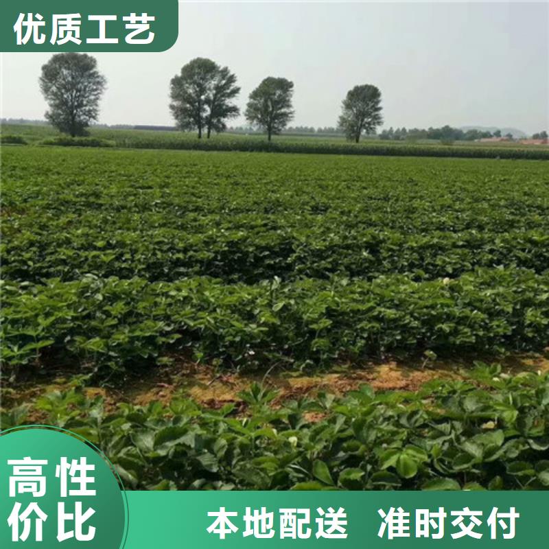 草莓苗-胭脂脆桃樹苗購買的是放心