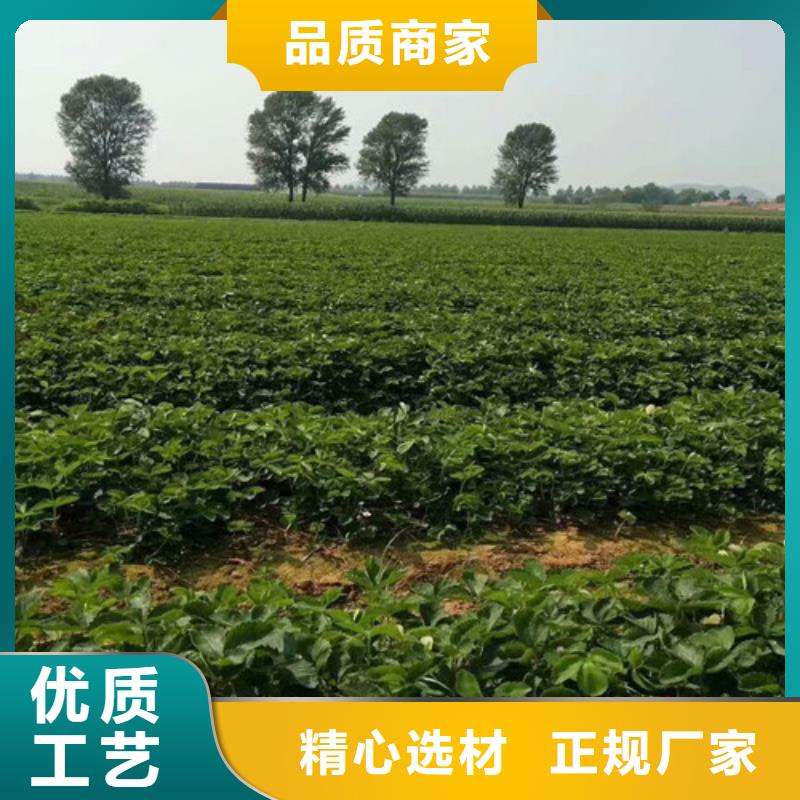 草莓苗黃寶石梨樹苗源頭采購