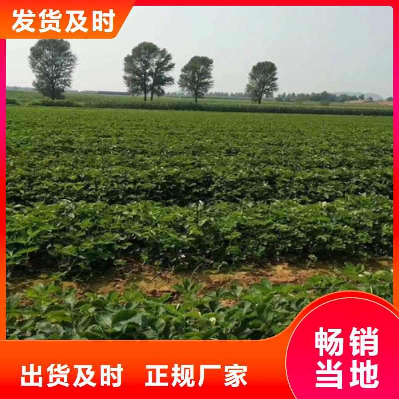草莓苗西梅樹苗誠信商家