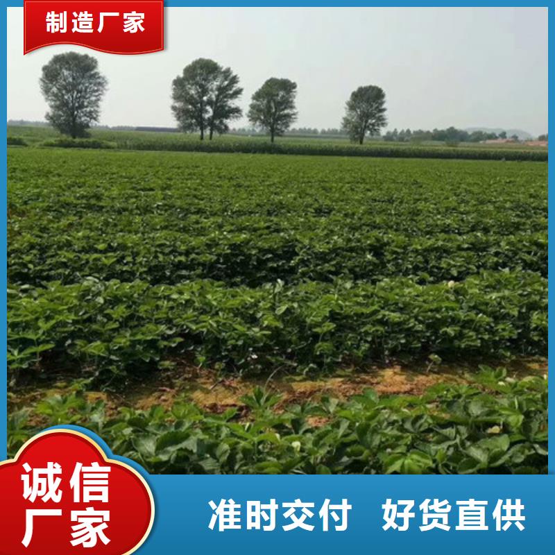 草莓苗吉塞拉6號(hào)砧木來(lái)電咨詢