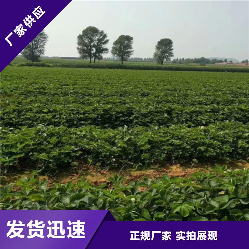 草莓苗紅肉西梅廠家案例
