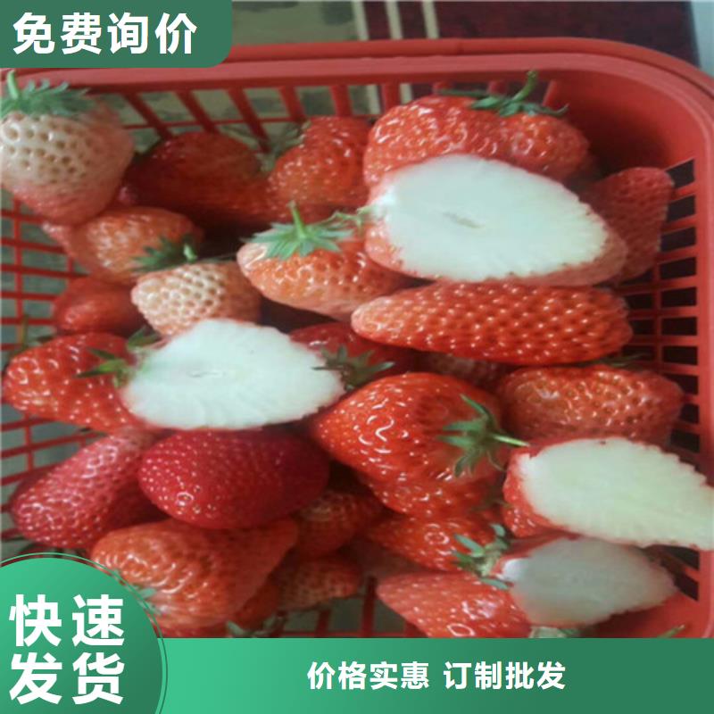 【草莓苗】油桃樹苗交貨準(zhǔn)時(shí)