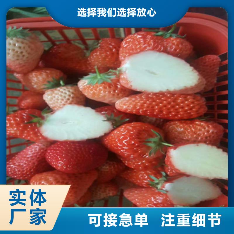 草莓苗莫妮卡西梅树苗一对一为您服务