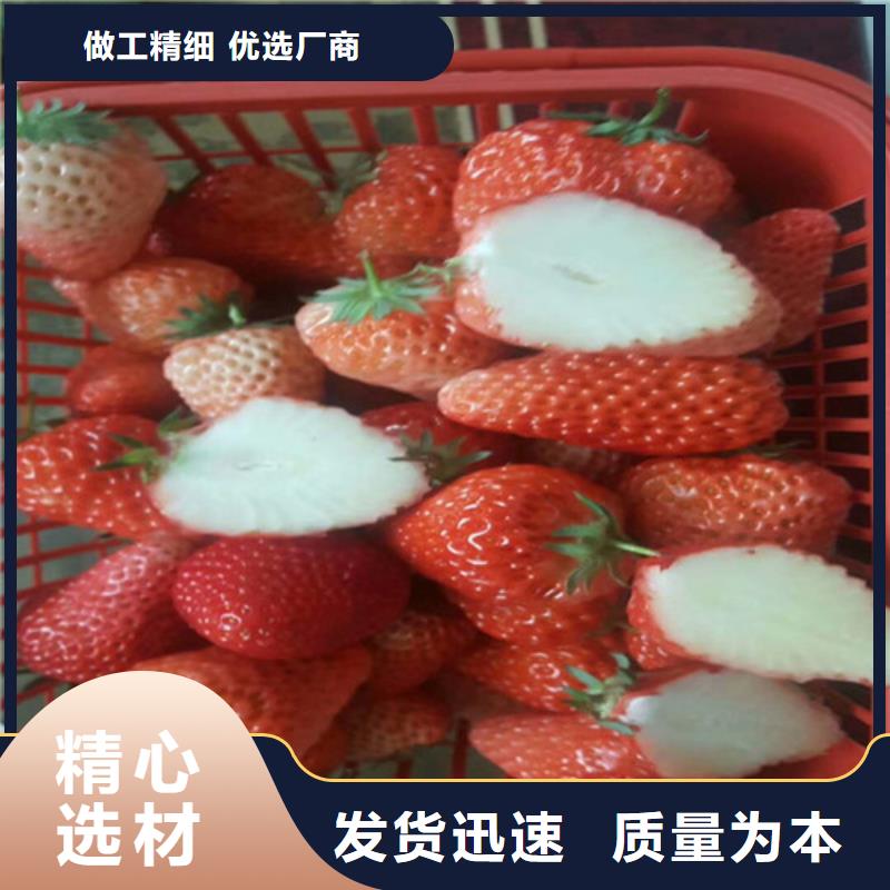 草莓苗紅肉西梅安心購