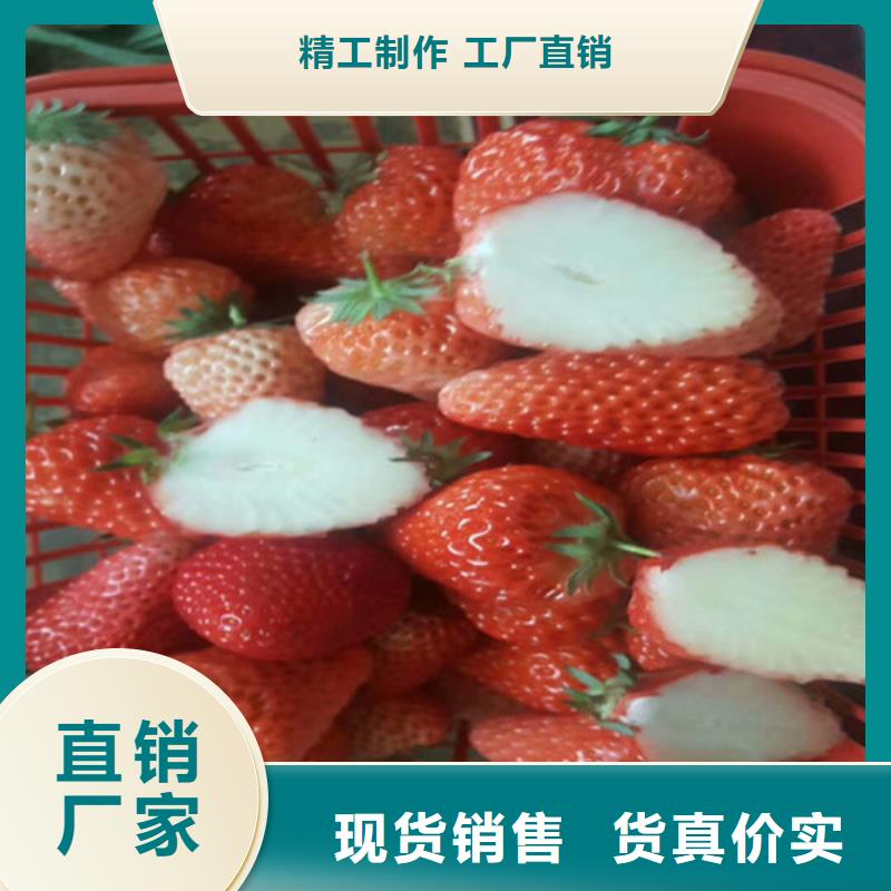 草莓苗阳光玫瑰葡萄树苗匠心制造