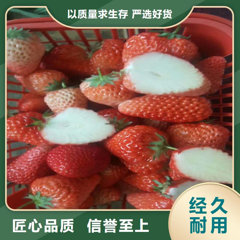 草莓苗蓝宝石葡萄苗价格实惠工厂直供
