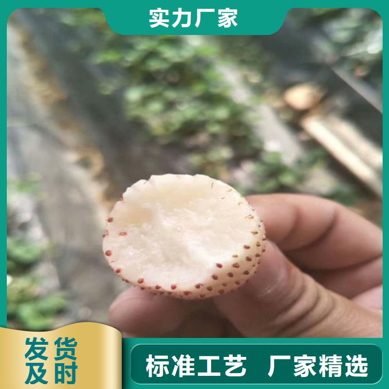草莓苗蘋果苗細節(jié)決定成敗