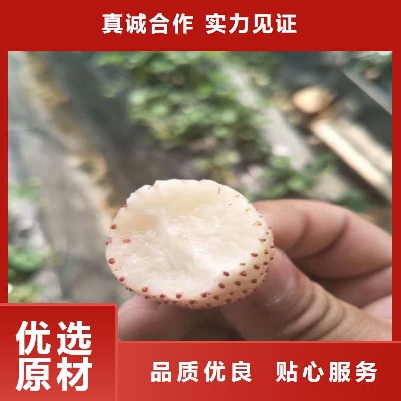 草莓苗,大棚草莓苗質(zhì)檢合格出廠