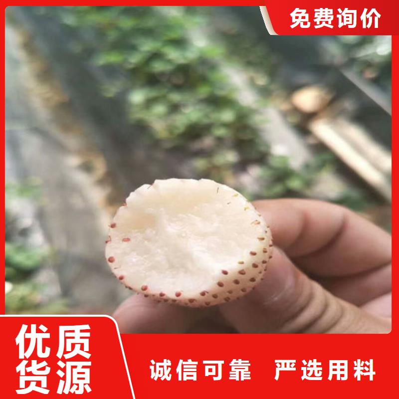 草莓苗桃樹苗多行業(yè)適用