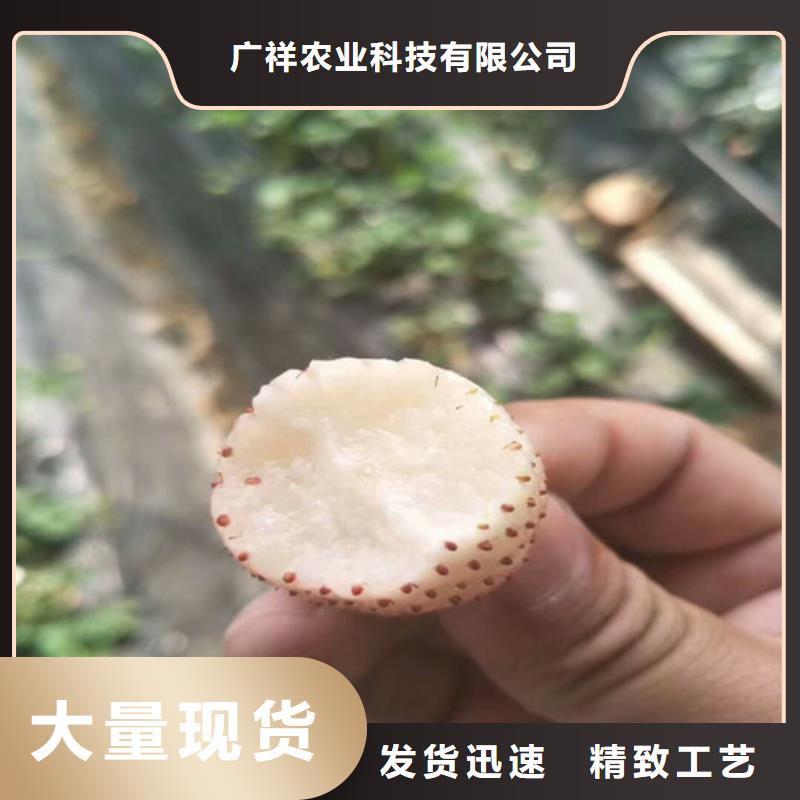 草莓苗蟠棗樹苗支持大小批量采購