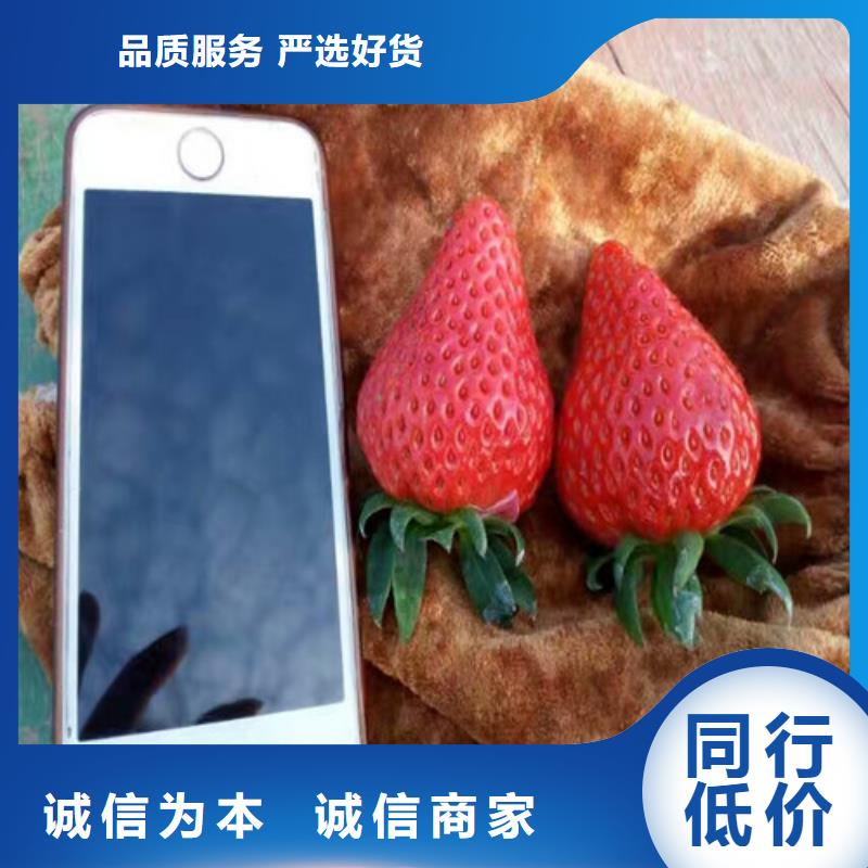 草莓苗,無花果樹苗客戶好評(píng)