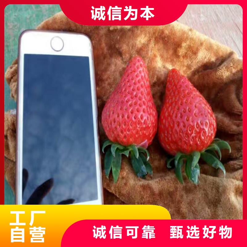 草莓苗-白桃樹苗值得信賴