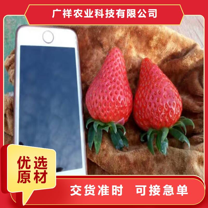 草莓苗,大棚草莓苗質(zhì)檢合格出廠