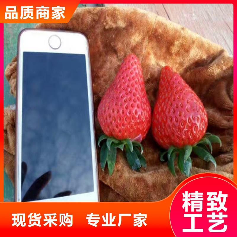 草莓苗,桃树苗厂家定制