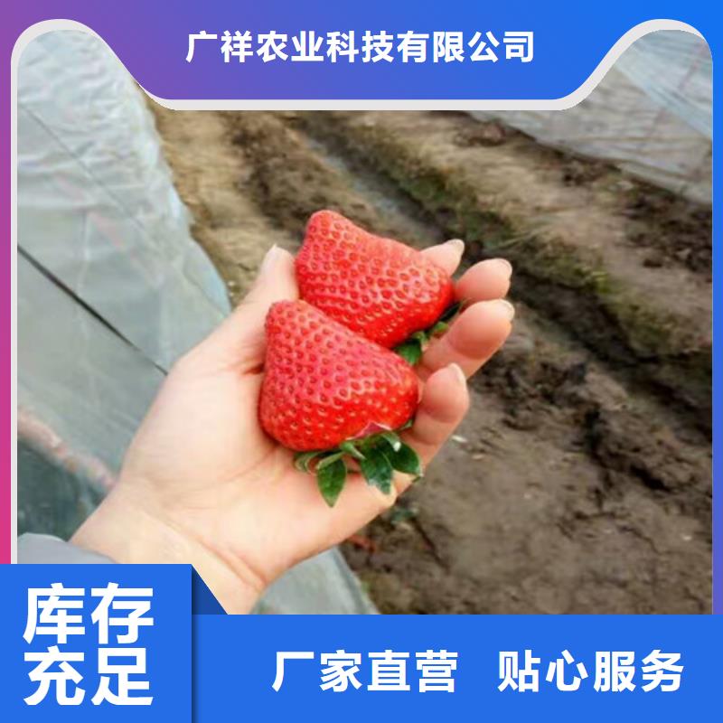 草莓苗蟠棗樹苗實力派廠家