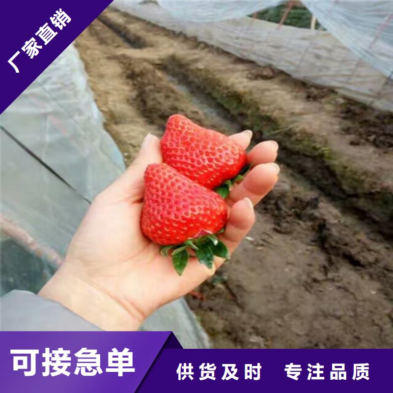 草莓苗果树苗详细参数