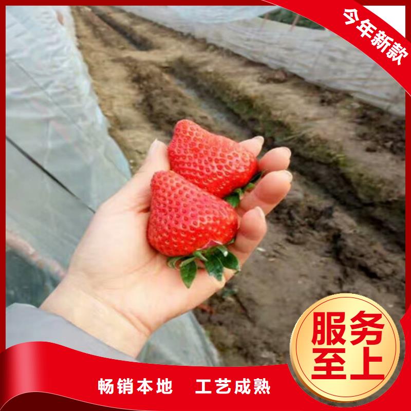 草莓苗梨樹苗基地源頭直供