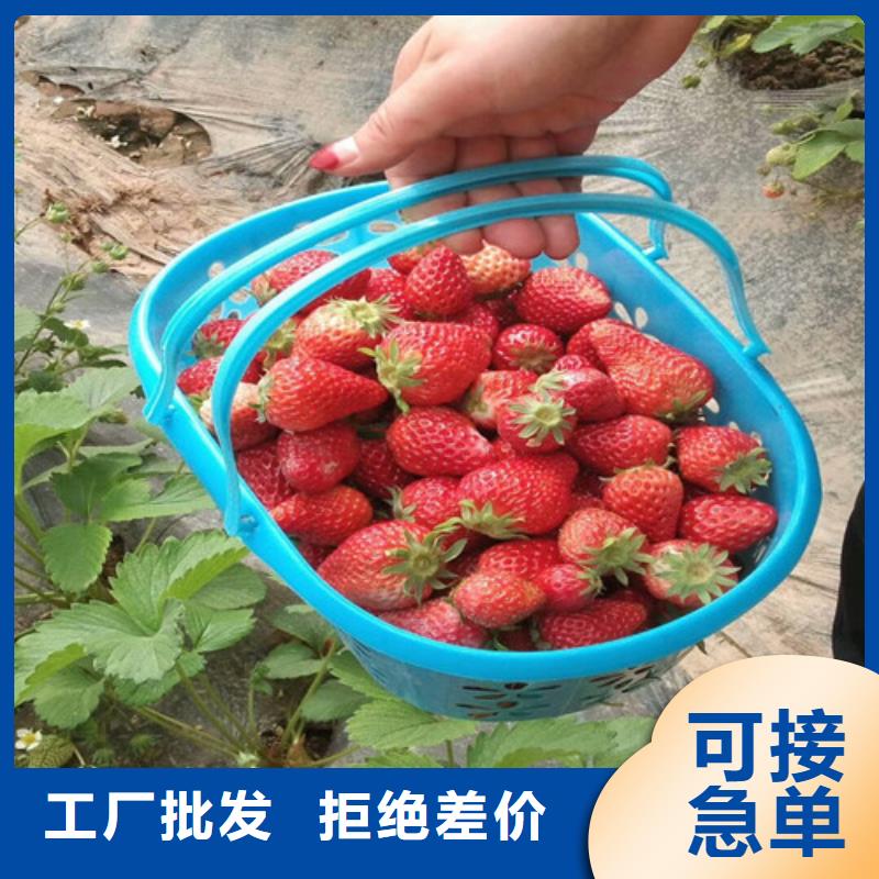 草莓苗大棚草莓苗厂家直营