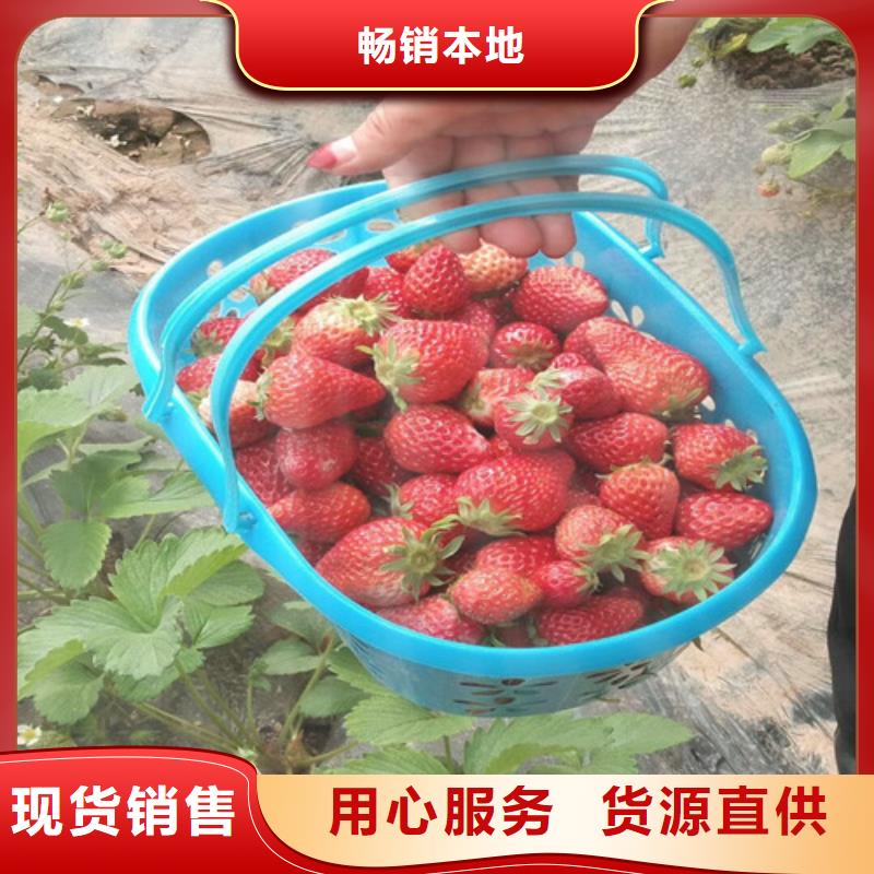 長(zhǎng)垣紅99草莓苗為您服務(wù)