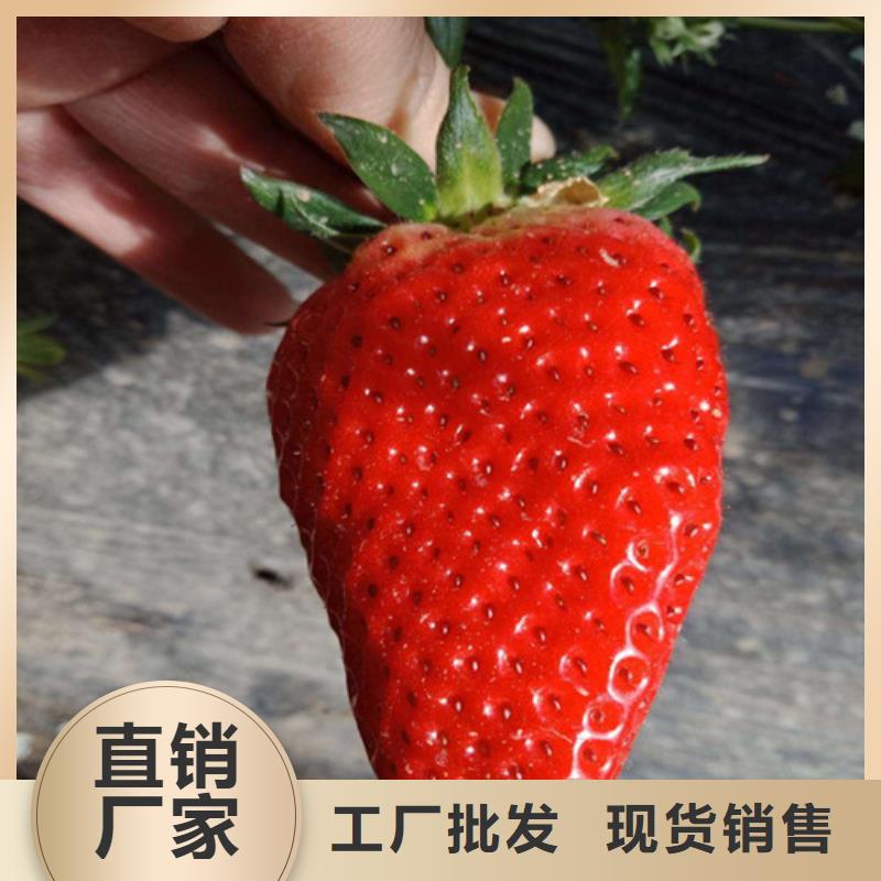 草莓苗-胭脂脆桃樹苗購買的是放心