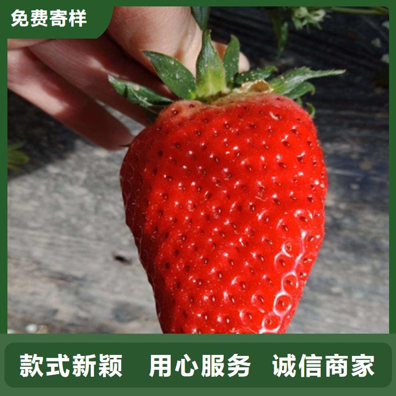 草莓苗柱状梨树苗支持加工定制