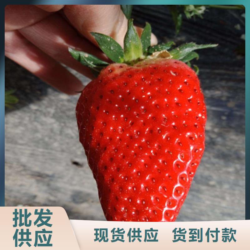 草莓苗徐香獼猴桃樹(shù)苗產(chǎn)品細(xì)節(jié)參數(shù)