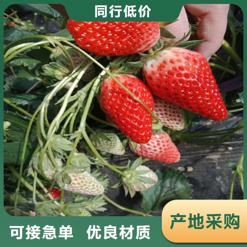 草莓苗 阳光玫瑰葡萄树苗自有生产工厂