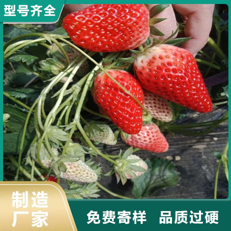 草莓苗红蜜桃树苗细节严格凸显品质