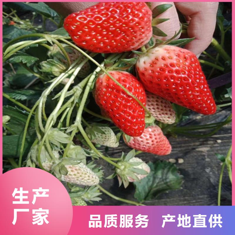 草莓苗 果树苗批发基地厂家技术完善
